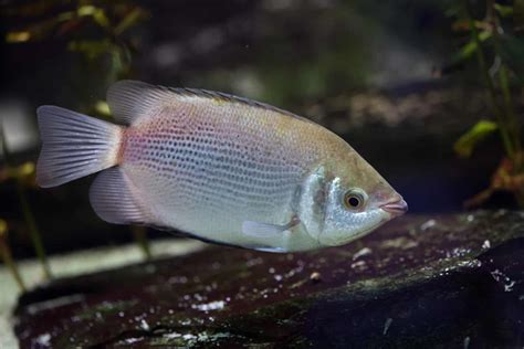 Kissing gourami (Helostoma temminckii) | Aquariadise