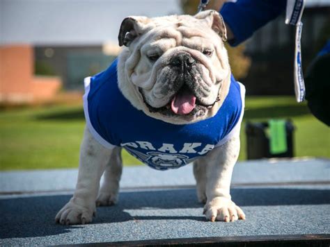 Griff the new Drake University live mascot is announced