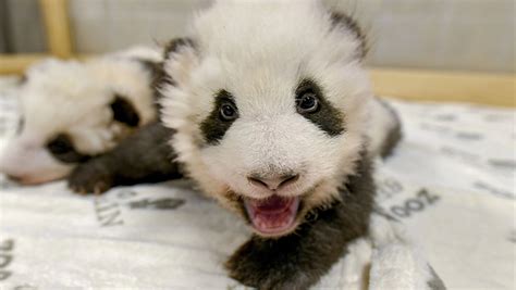 Berlin Zoo Releases Adorable New Photos Of Baby Panda Twins | iHeart