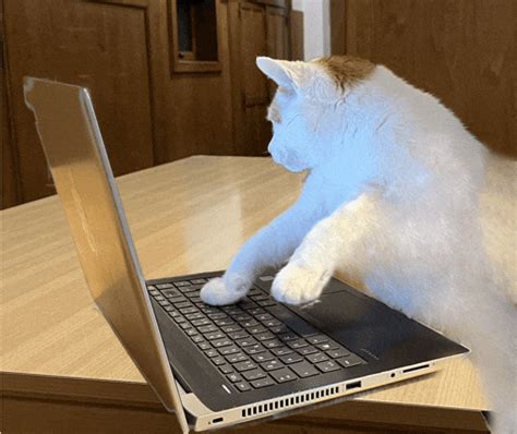 Busy Cat GIFs - Get the best GIF on GIPHY