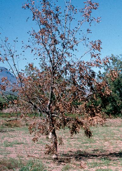 Diseases and Other Disorders of Pecan in New Mexico | New Mexico State ...