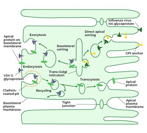 Transcytosis - Definition, Classification, Mechanism, Importance & FAQs