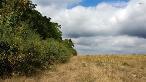 Forest edge by the dry field wallpaper - Nature wallpapers - #50477