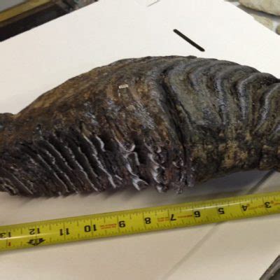 Woolly Mammoth Tooth Fossil - Fossils & Artifacts for Sale | Paleo Enterprises