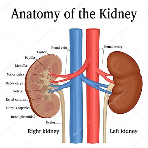 Kidney