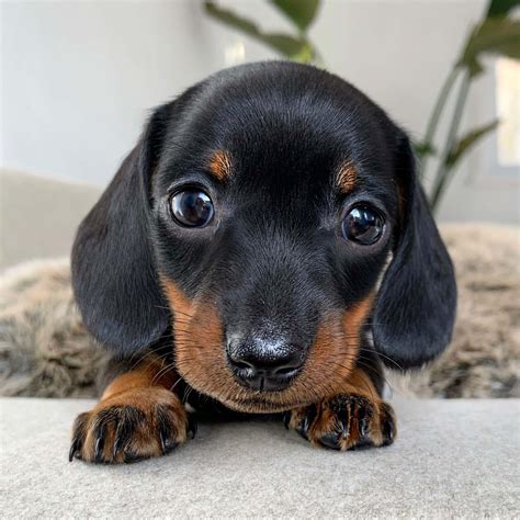 Cute Dachshunds