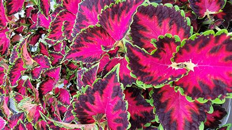 Coleus Indoor Care: Ultimate Coleus Guide 15 Tips