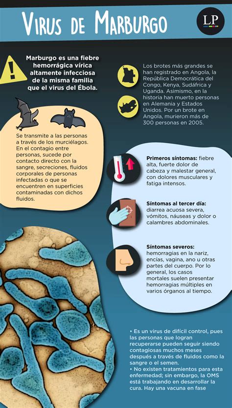 Infografía: ¿Qué es el Virus de Marburgo y por qué es noticia ...