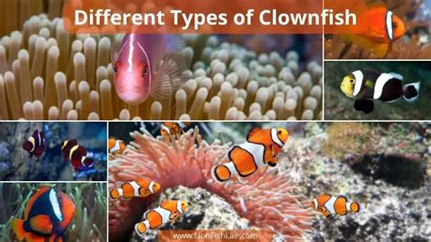 Learn The Different Types Of Clownfish Species [Complete list of them all]