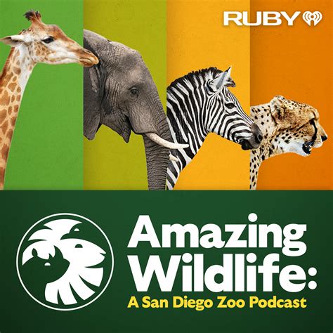 Amazing Wildlife: A San Diego Zoo Podcast | iHeart