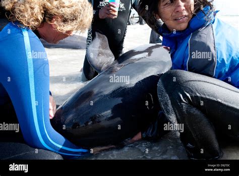 In 2009 pod false killer whales beached themselves mysteriously all ...