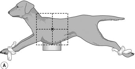 Dog Dorsal Recumbent Position