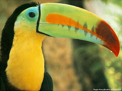 Dangerous of Wild Animals: Toucan