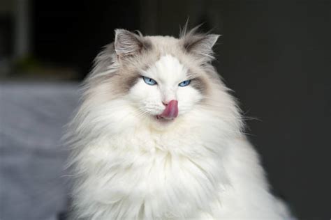 Kucing Ragdoll Foto Stok, Potret & Gambar Bebas Royalti - iStock