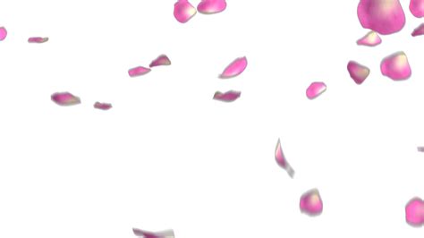 Rose Petals - Pink 1 Effect | FootageCrate - Free FX Archives