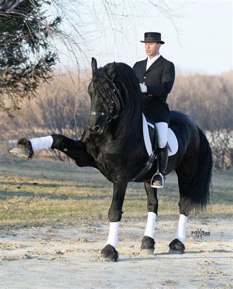 Fresians gorgeous! | Friesian horse, Dressage horses, Show horses