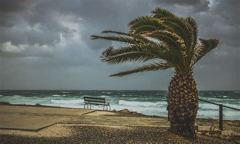 HD wallpaper: palm tree, wind, windy, weather, stormy, sea, scenery ...