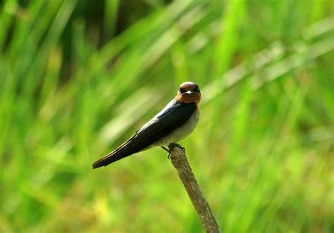 Burung-Burung Terbang ke Akhir Zaman (2) - TelusuRI