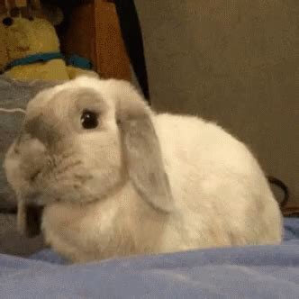 Bunny Sniffing GIF - Bunny Sniffing - Discover & Share GIFs