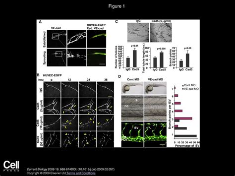 Volume 19, Issue 8, Pages (April 2009) - ppt download