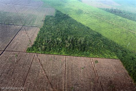 Norway starts $400-million fund to halt deforestation, help farmers