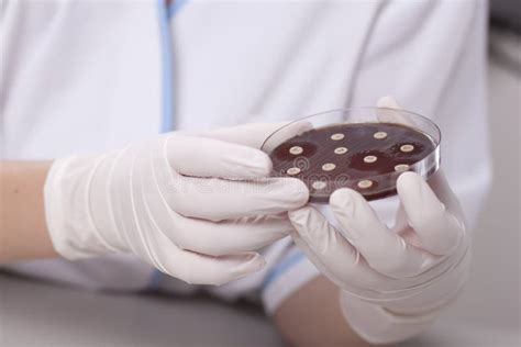 Lab Scientist with Petri Dish Stock Photo - Image of biotechnology, medicine: 25952780