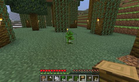 Why is my Jungle Sapling not growing? : r/Minecraft