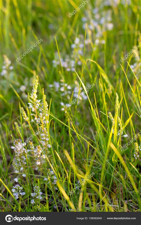 Grass and wild flowers — Stock Photo © solstudio #158582640