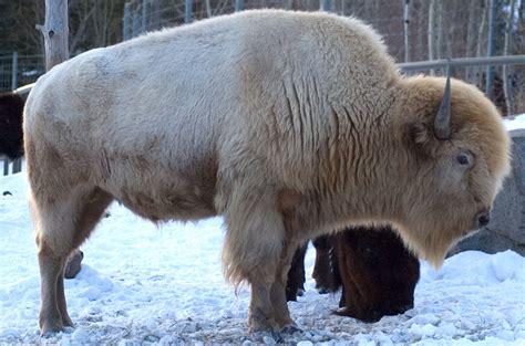 White bison buffalo white Bison_by_SalsolaStock | White bison, Buffalo ...