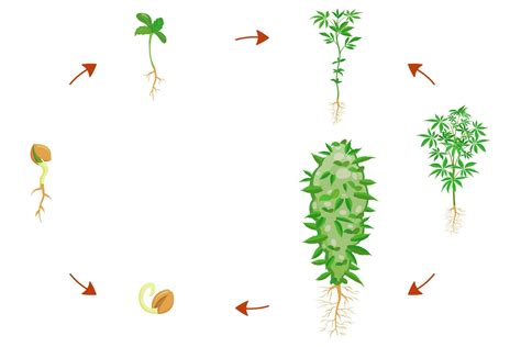 Cannabis germination stages. Cannabis growth infographic. Plant growing cycle 13741395 Vector ...