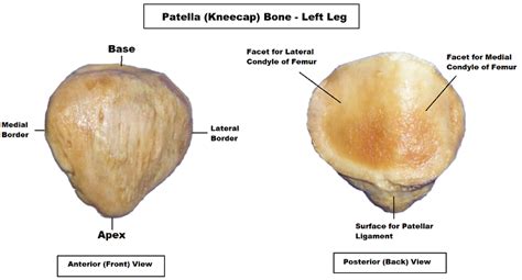 Patella Bone Diagram