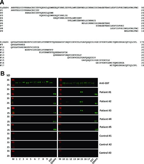 Identification of linear B-epitopes on SjSAP4 (A) Peptide design for... | Download Scientific ...