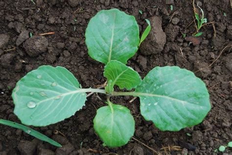 Cabbage Seedlings, गोभी के बीज, पत्ता गोभी के बीज, कैबेज सीड in ...