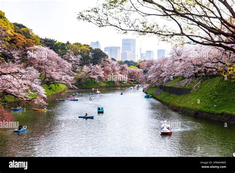 Tokyo Japan sakura cherry blossom Imperial Palace moat Chidorigafuchi ...