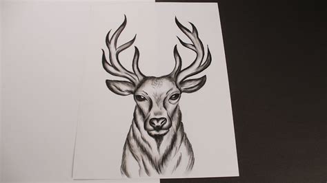 How To Draw A Deer Head Step By Step Easy