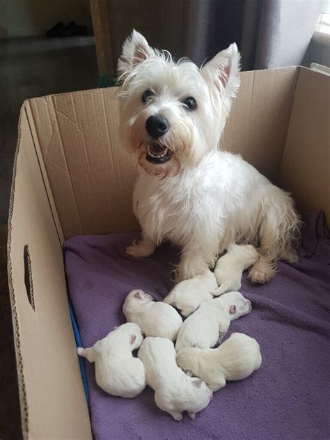 Westie Terrier Puppies | in Patchway, Bristol | Gumtree