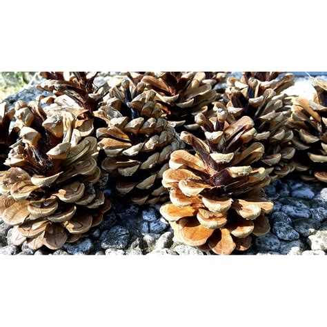 Nature Fir Pine Nuts Pine Cones Cone Pine-20 Inch By 30 Inch Laminated ...