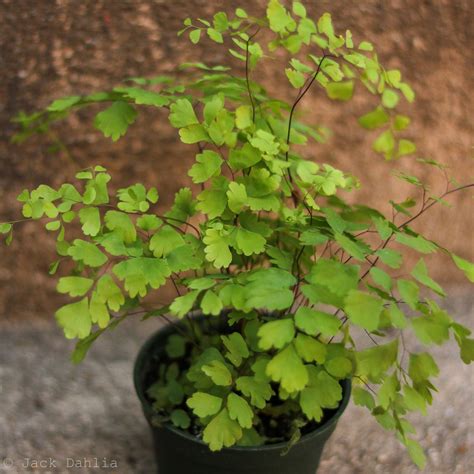 Adiantum Raddianum - Elegant Maidenhair Fern – Ed's Plant Shop