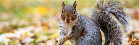 Fun Facts - Do Squirrels Hibernate? | Love The Garden