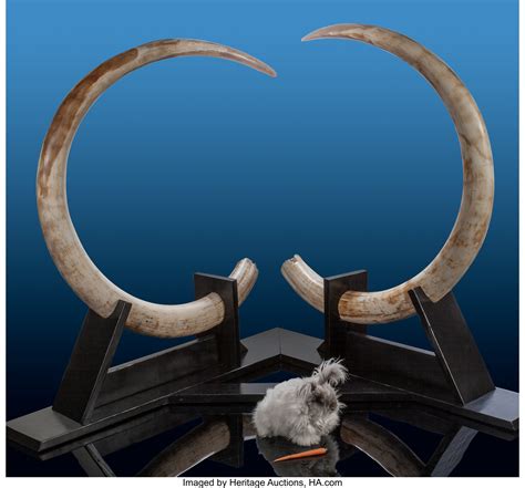 Pair of Woolly Mammoth Tusks. Mammuthus primigenius. Pleistocene. | Lot #72194 | Heritage Auctions