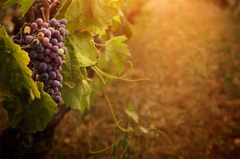 Grapes Wallpapers - Top Free Grapes Backgrounds - WallpaperAccess