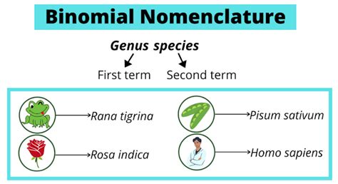 Definition of Binomial Nomenclature | Rules and Examples