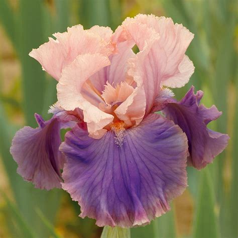 Florentine Silk Bearded Iris, Iris germanica | High Country Gardens