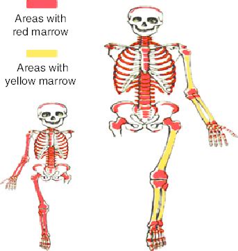 Diagram Of Yellow And Red Bone Marrow