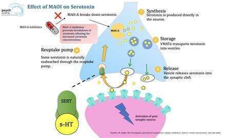 Monoamine Oxidase Inhibitors (MAOI) - Mechanism of Action