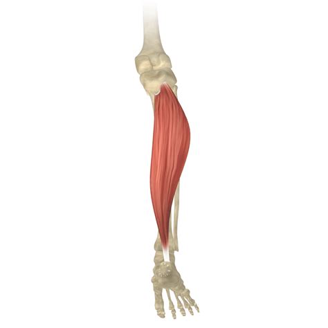 The Soleus Muscles | Soleus muscle, Lower leg muscles, Muscle