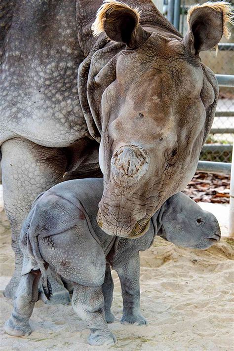 One Horned Rhino Born at Zoo Miami, Photos