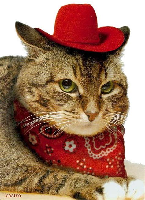 caterville — Howdy Partner: Cats in Cowboy Hats