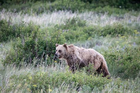 3 Best Places to See Grizzly Bears in Glacier National Park - The National Parks Experience