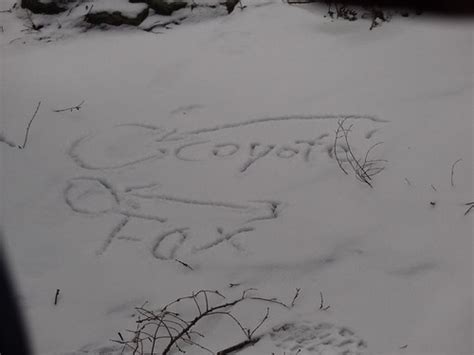 Coyote and fox tracks | rembar | Flickr